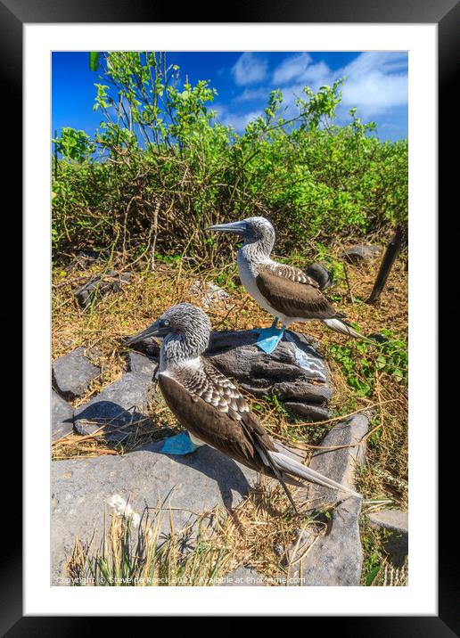 Blue Footed Boobies Framed Mounted Print by Steve de Roeck