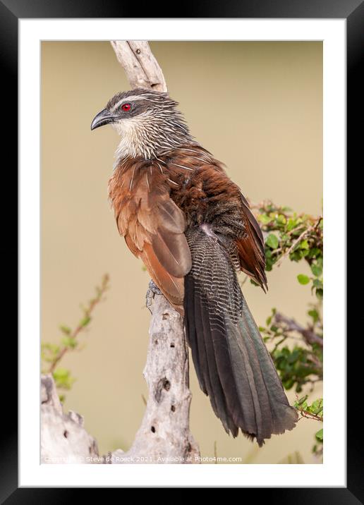 Lark Heeled Cuckoo or White Browed Coucal Framed Mounted Print by Steve de Roeck