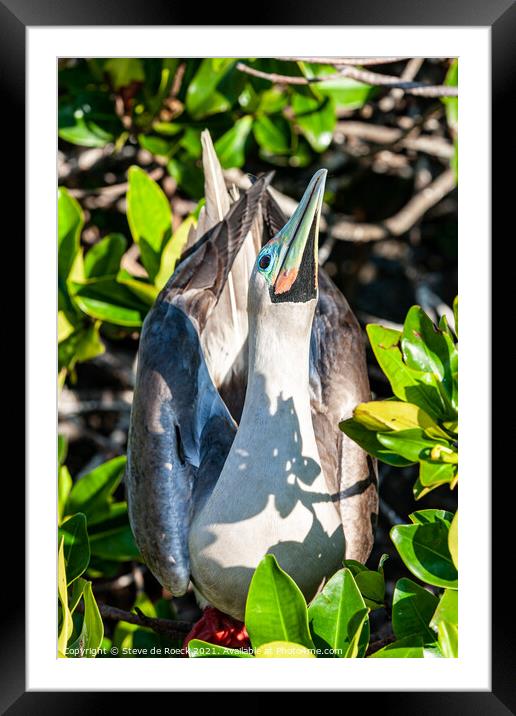 Red Footed Booby Framed Mounted Print by Steve de Roeck