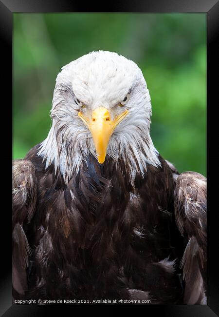 Bald Eagle Framed Print by Steve de Roeck