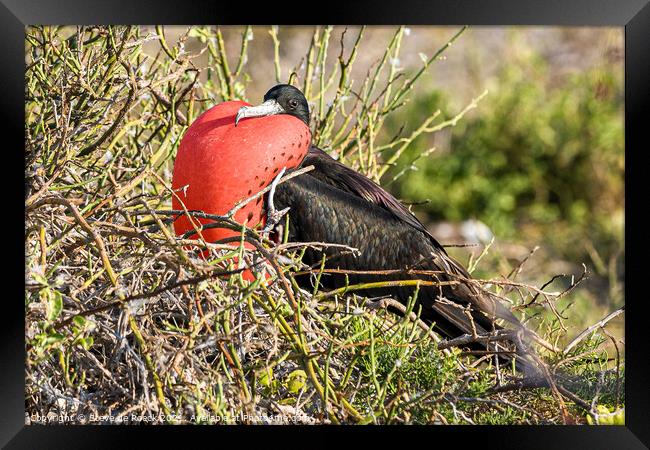 Frigate Bird Inflates His Pouch Framed Print by Steve de Roeck