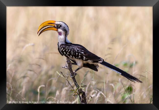 Hornbill, Eastern Yellow Billed. Framed Print by Steve de Roeck