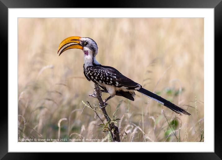 Hornbill, Eastern Yellow Billed. Framed Mounted Print by Steve de Roeck