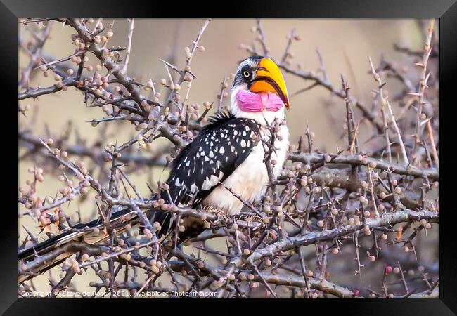 Yellow Billed Hornbill Framed Print by Steve de Roeck