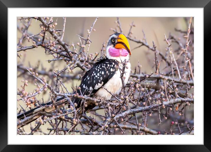 Yellow Billed Hornbill Framed Mounted Print by Steve de Roeck