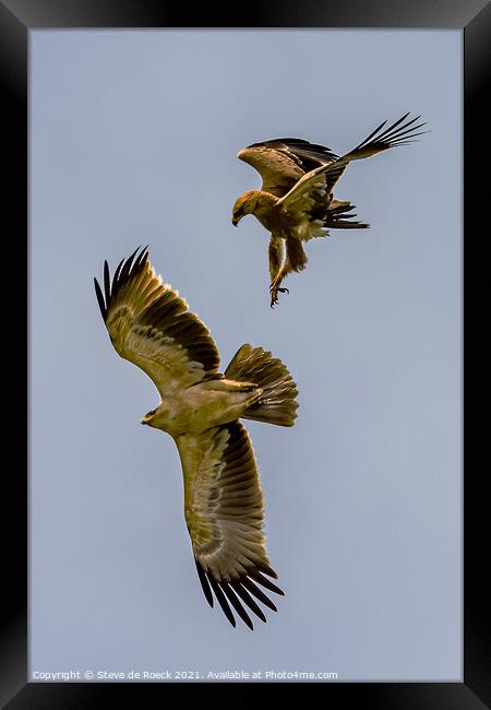 Tawny Eagles; Aquila rapax Framed Print by Steve de Roeck