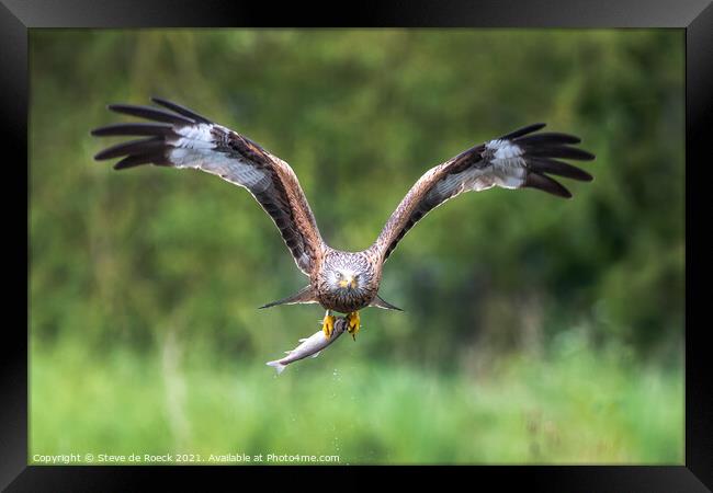 Osprey with prey. Framed Print by Steve de Roeck