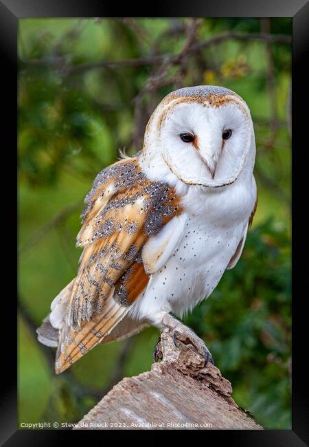 Barn Owl; Tyto alba Framed Print by Steve de Roeck