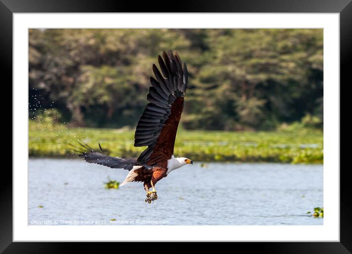 Fish Eagle Catches Its Lunch Framed Mounted Print by Steve de Roeck