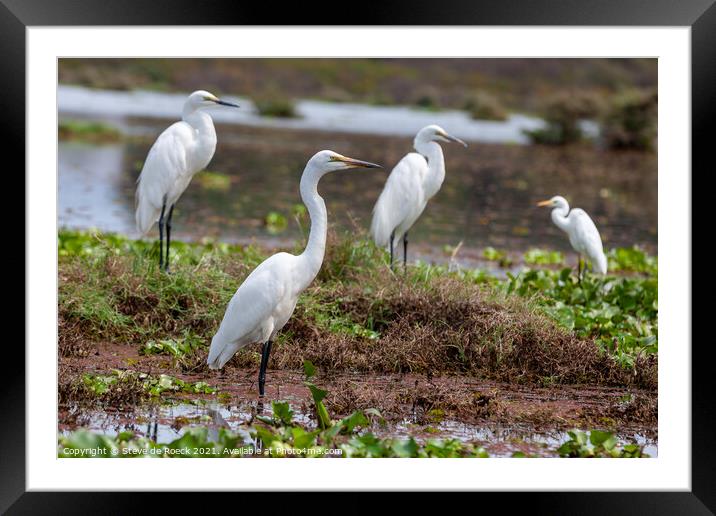 Egret Great White; Ardea alba Framed Mounted Print by Steve de Roeck