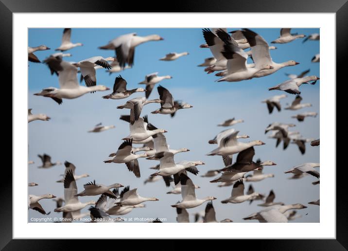 Snow Goose Abstract  Framed Mounted Print by Steve de Roeck