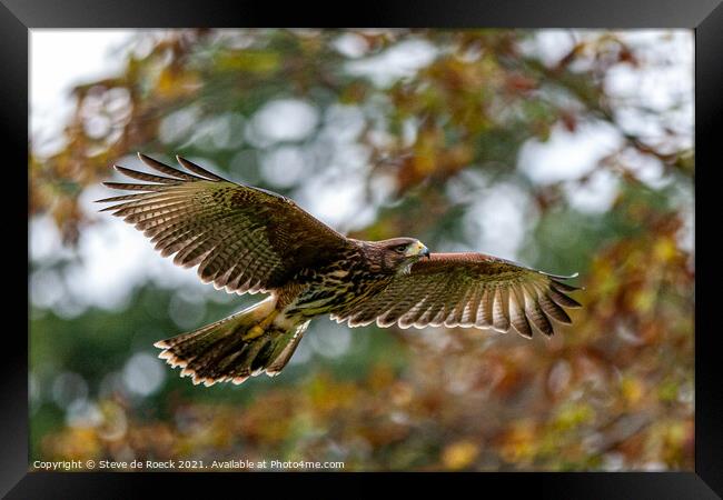 Harris Hawk; Parabuteo unicinctus Framed Print by Steve de Roeck