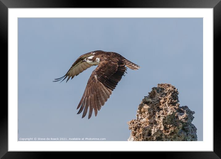 Osprey; Pandion haliaetus Framed Mounted Print by Steve de Roeck