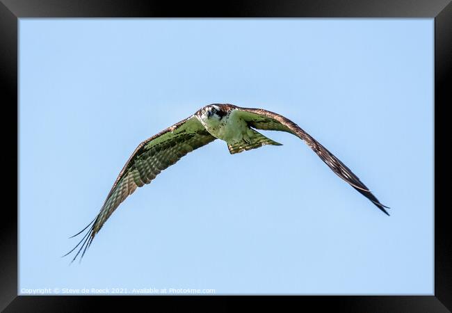 Osprey In Flight; Pandion haliaetus. Framed Print by Steve de Roeck