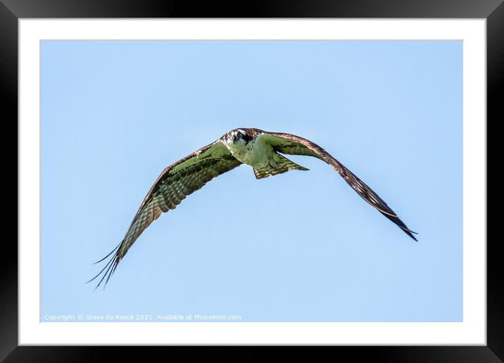 Osprey In Flight; Pandion haliaetus. Framed Mounted Print by Steve de Roeck