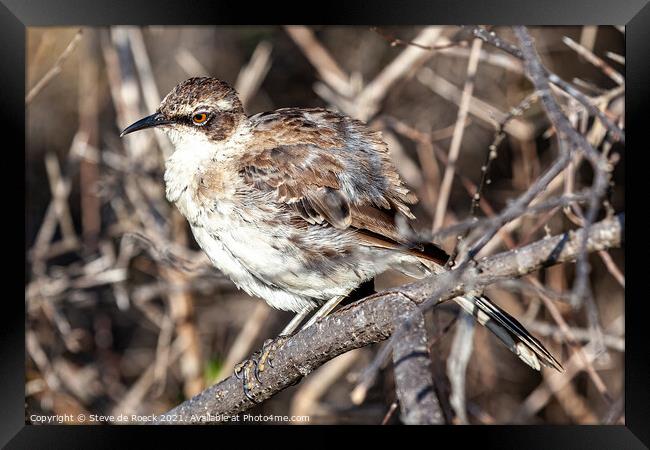 Galapagos Mockingbird; Mimus parvulus Framed Print by Steve de Roeck