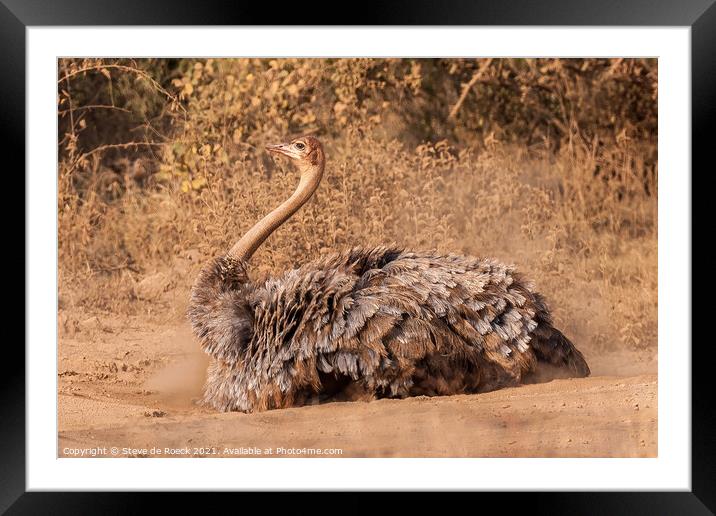 Female Ostrich In Mating Plumage Framed Mounted Print by Steve de Roeck