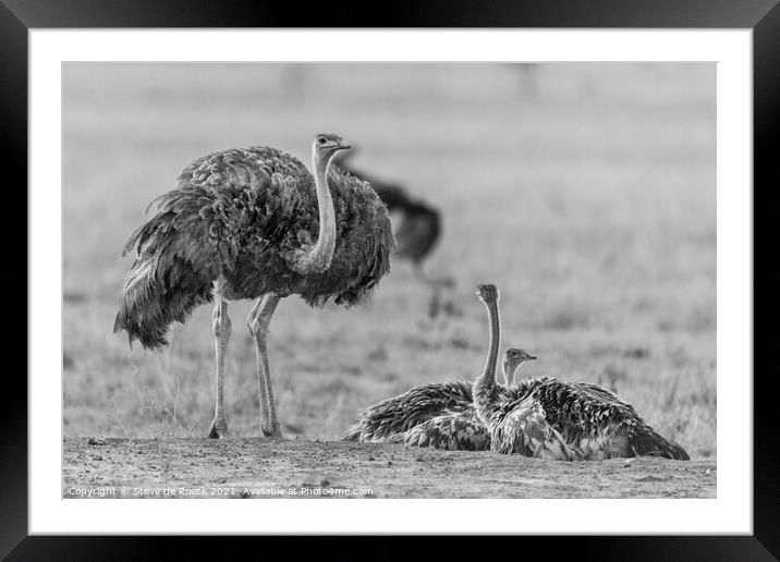 Female Ostrich With Young Framed Mounted Print by Steve de Roeck