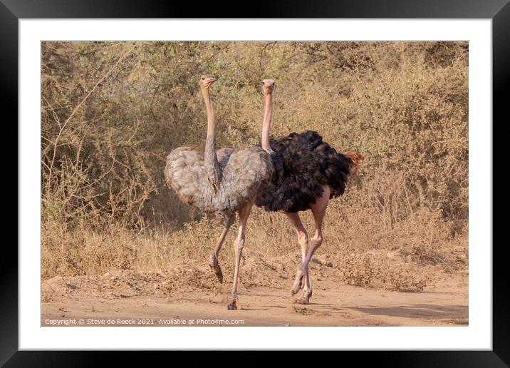 Mating Ostrich Couple Framed Mounted Print by Steve de Roeck