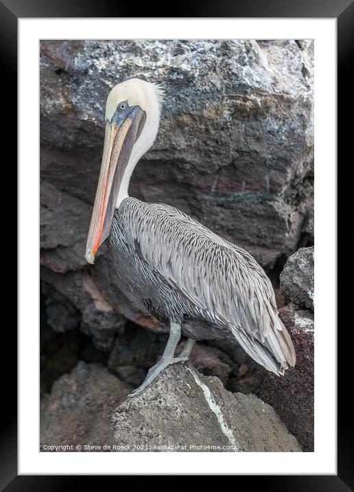 Galapagos Pelican; Pelecanus occidentalis urinator Framed Mounted Print by Steve de Roeck