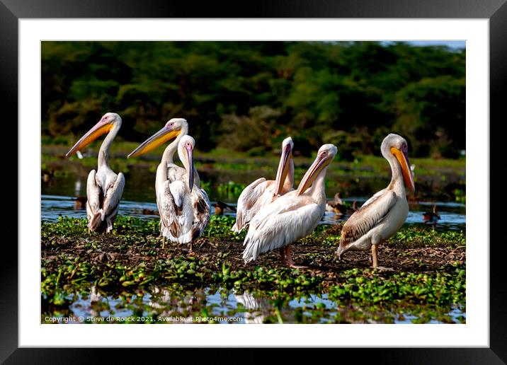 Pelican Party Framed Mounted Print by Steve de Roeck