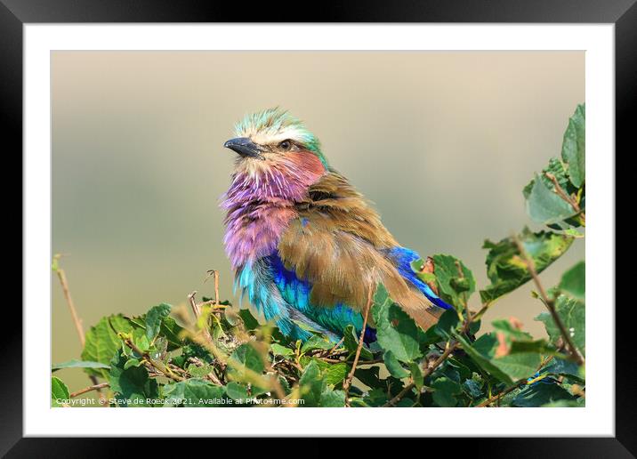 Lilac Breasted Roller; Coracias caudatus Framed Mounted Print by Steve de Roeck