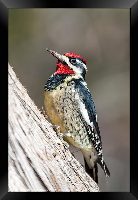 Woodpecker; Red Naped Sapsucker Framed Print by Steve de Roeck