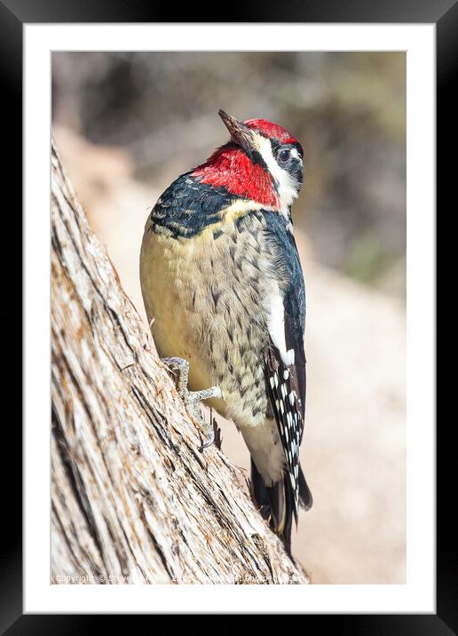 Woodpecker on a tree Framed Mounted Print by Steve de Roeck