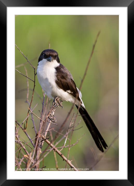 Common Shrike; Lanius schach Framed Mounted Print by Steve de Roeck