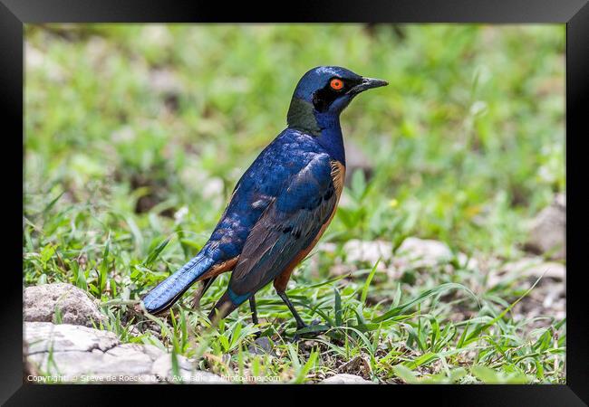 Hildebrandt's starling; Lamprotornis hildebrandti Framed Print by Steve de Roeck