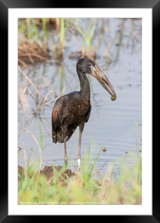 African Openbill Stork with Molusc. Framed Mounted Print by Steve de Roeck