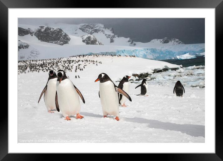 Gentoo Penguins At Their Colony Framed Mounted Print by Steve de Roeck