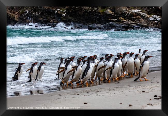 Gentoo Penguins Return From The Sea Framed Print by Steve de Roeck