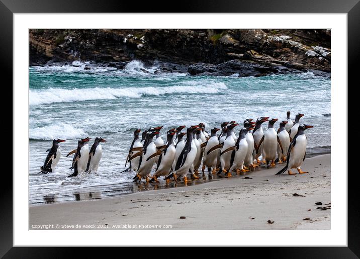 Gentoo Penguins Return From The Sea Framed Mounted Print by Steve de Roeck