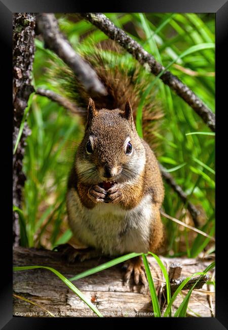 Squirrel Eating A Nut Framed Print by Steve de Roeck