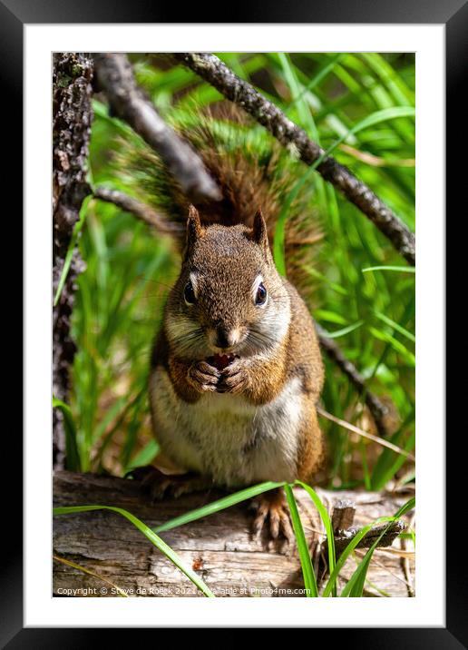 Squirrel Eating A Nut Framed Mounted Print by Steve de Roeck