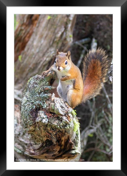 A bushy tailed squirrel standing on a log Framed Mounted Print by Steve de Roeck
