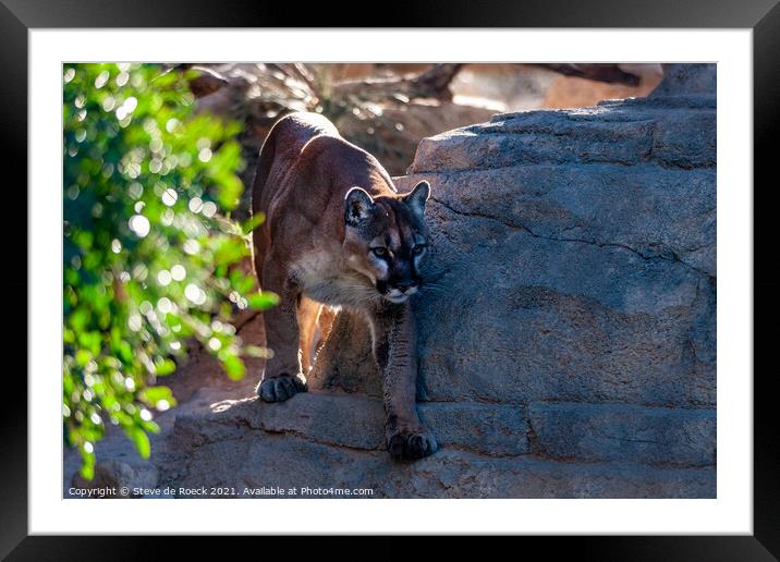 Mountain Lion Hunting Framed Mounted Print by Steve de Roeck