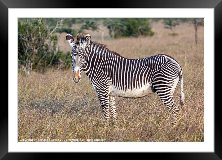 Grevys zebra; Equus grevyi Framed Mounted Print by Steve de Roeck