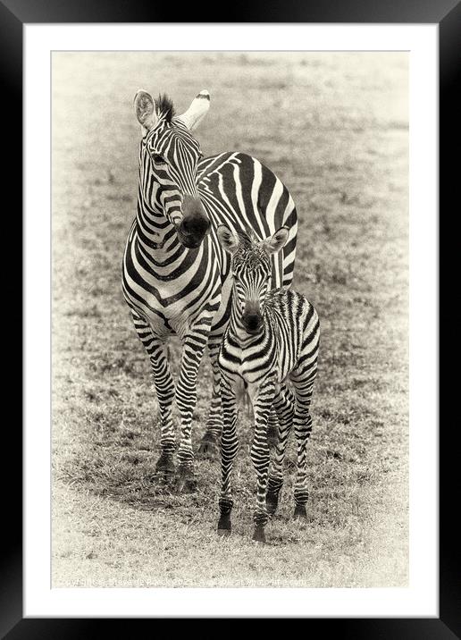 Mother and Baby Zebra pose for the camera Framed Mounted Print by Steve de Roeck