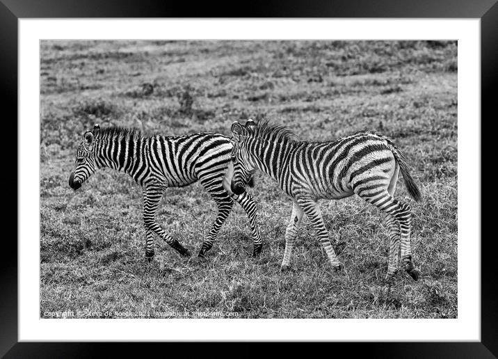 Plains Zebras; equus quagga burchellii Framed Mounted Print by Steve de Roeck