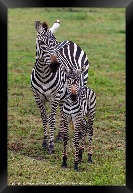 Mother and baby plains zebra Framed Print by Steve de Roeck