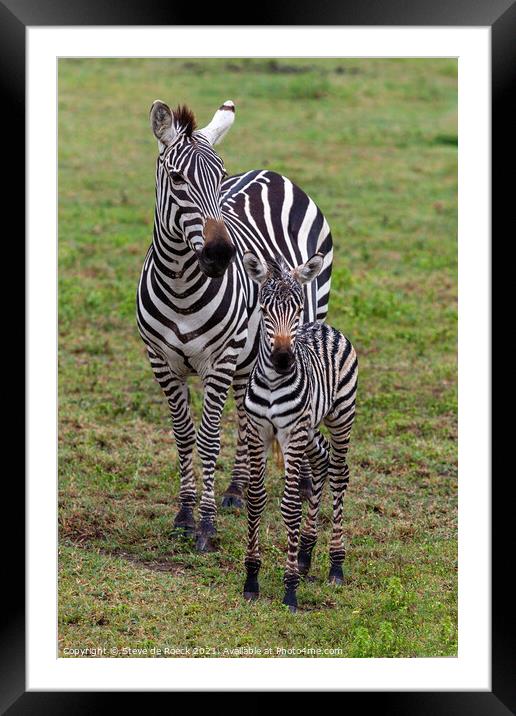 Mother and baby plains zebra Framed Mounted Print by Steve de Roeck