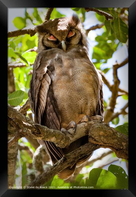 An eagle owl asleep on a tree branch Framed Print by Steve de Roeck
