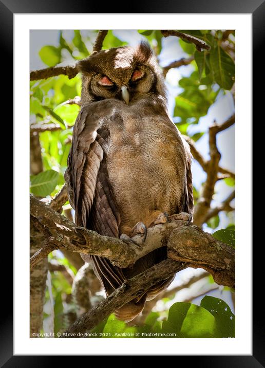 An eagle owl asleep on a tree branch Framed Mounted Print by Steve de Roeck