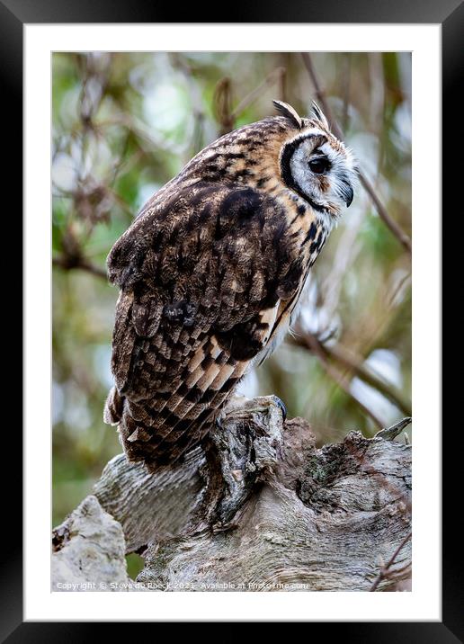 Striped Owl; Asio clamator Framed Mounted Print by Steve de Roeck