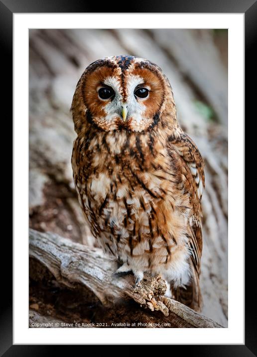 Tawny Owl; Strix aluco Framed Mounted Print by Steve de Roeck