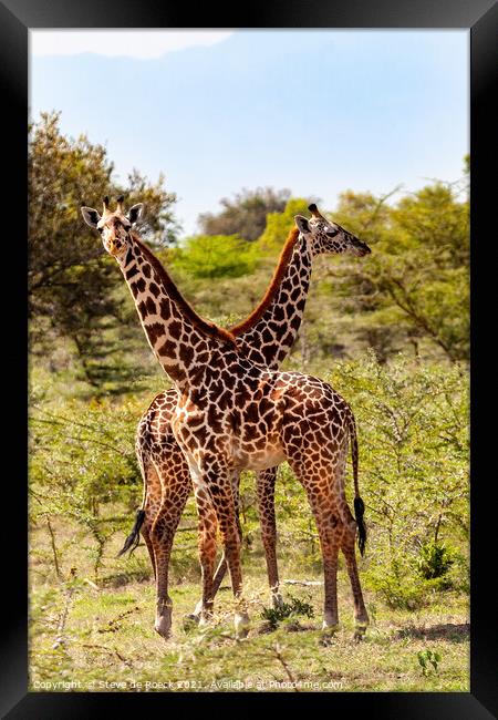 Masai Giraffe Framed Print by Steve de Roeck