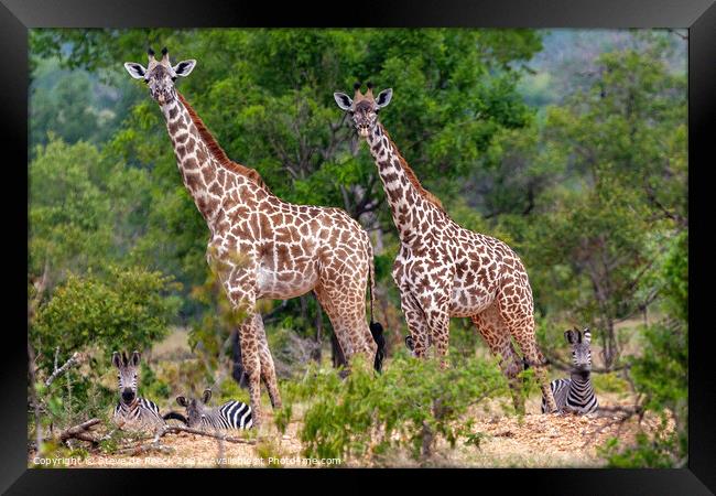 Giraffe & Zebra  Framed Print by Steve de Roeck