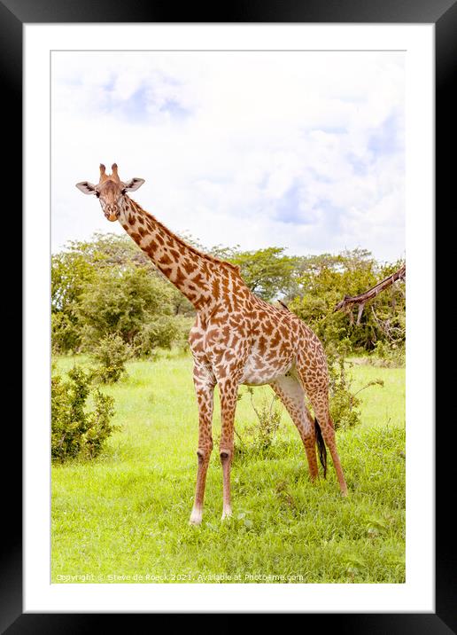 Masai Giraffe. Framed Mounted Print by Steve de Roeck